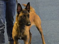 Siegerhunde Malinois